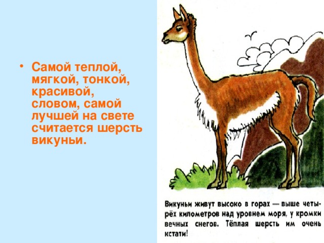 Самой теплой, мягкой, тонкой, красивой, словом, самой лучшей на свете считается шерсть викуньи. 