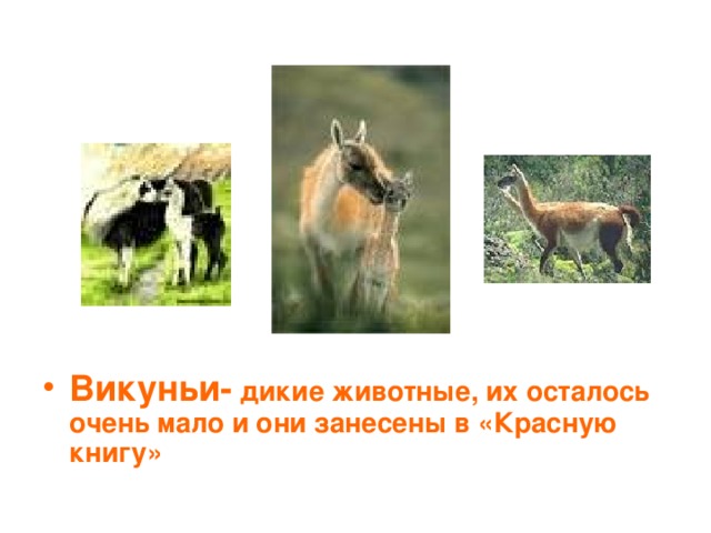 Викуньи- дикие животные, их осталось очень мало и они занесены в «Красную книгу» 
