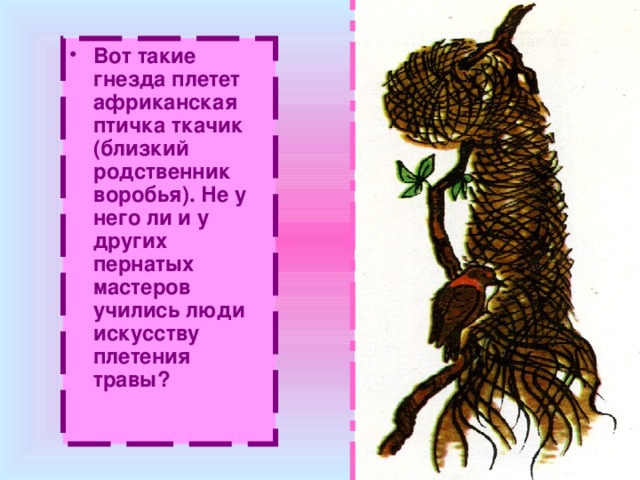 Вот такие гнезда плетет африканская птичка ткачик (близкий родственник воробья). Не у него ли и у других пернатых мастеров учились люди искусству плетения травы? 