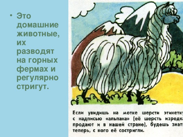 Это домашние животные, их разводят на горных фермах и регулярно стригут. 