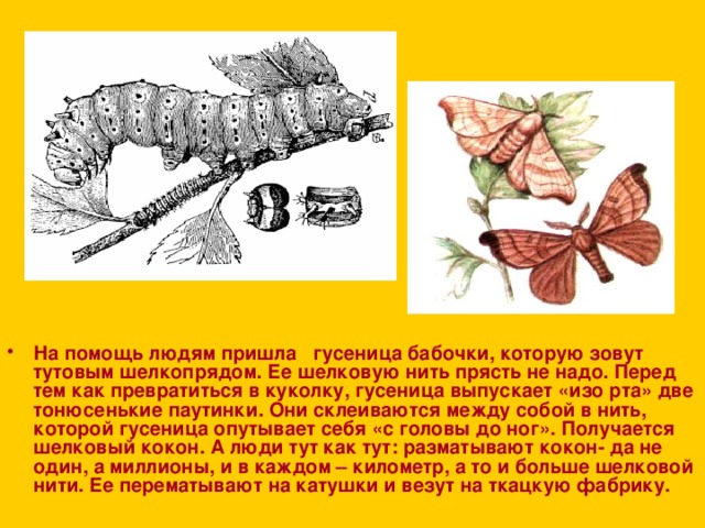 На помощь людям пришла гусеница бабочки, которую зовут тутовым шелкопрядом. Ее шелковую нить прясть не надо. Перед тем как превратиться в куколку, гусеница выпускает «изо рта» две тонюсенькие паутинки. Они склеиваются между собой в нить, которой гусеница опутывает себя «с головы до ног». Получается шелковый кокон. А люди тут как тут: разматывают кокон- да не один, а миллионы, и в каждом – километр, а то и больше шелковой нити. Ее перематывают на катушки и везут на ткацкую фабрику.  