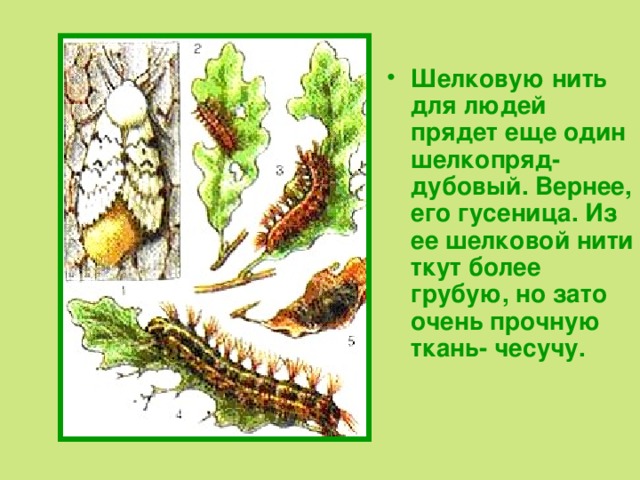 Шелковую нить для людей прядет еще один шелкопряд- дубовый. Вернее, его гусеница. Из ее шелковой нити ткут более грубую, но зато очень прочную ткань- чесучу. 