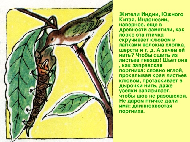 Жители Индии, Южного Китая, Индонезии, наверное, еще в древности заметили, как ловко эта птичка скручивает клювом и лапками волокна хлопка, шерсти и т. д. А зачем ей нить? Чтобы сшить из листьев гнездо! Шьет она , как заправская портниха: словно иглой, прокалывая края листьев клювом, протаскивает в дырочки нить, даже узелки завязывает, чтобы шов не разошелся. Не даром птичке дали имя: длиннохвостая портниха. 