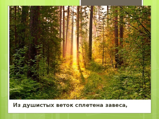 Из душистых веток сплетена завеса,