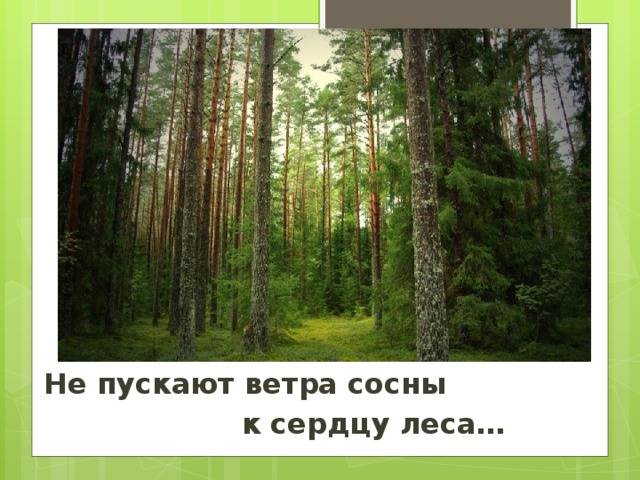 Не пускают ветра сосны      к сердцу леса…