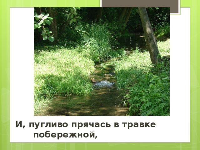 И, пугливо прячась в травке       побережной,