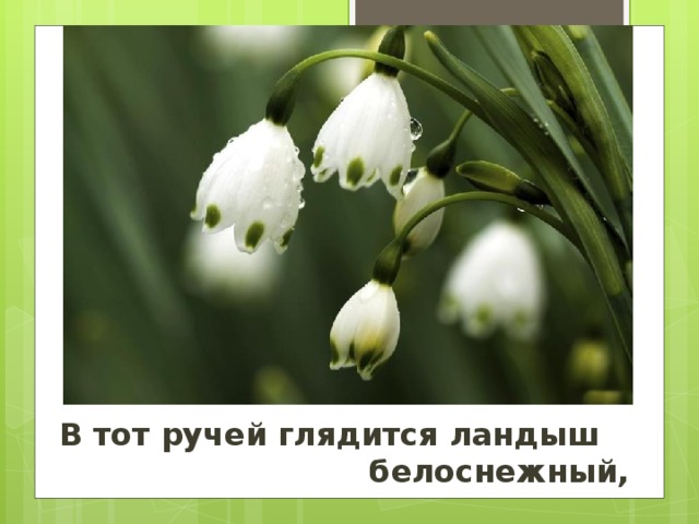 В тот ручей глядится ландыш    белоснежный,