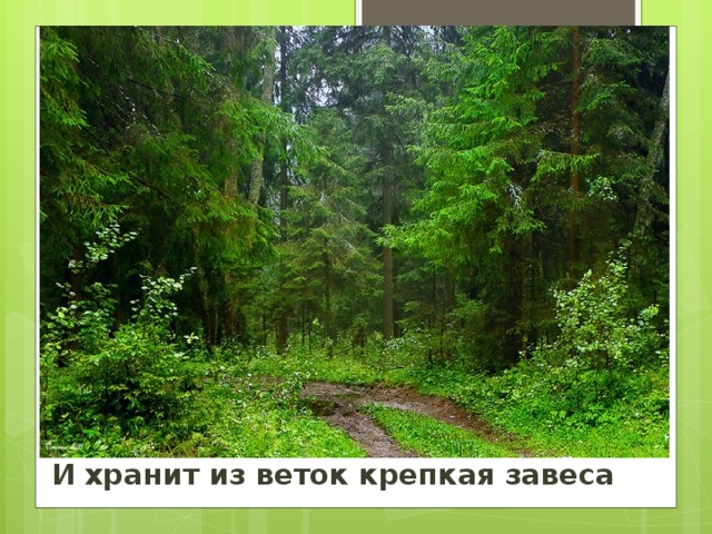 И хранит из веток крепкая завеса