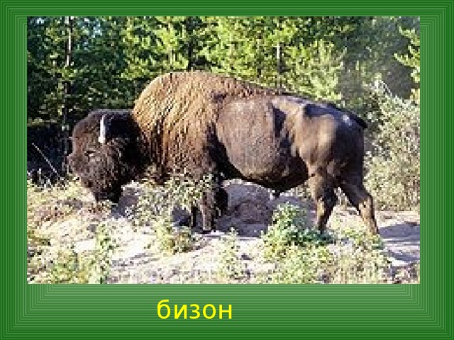 бизон 