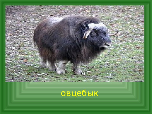 овцебык 