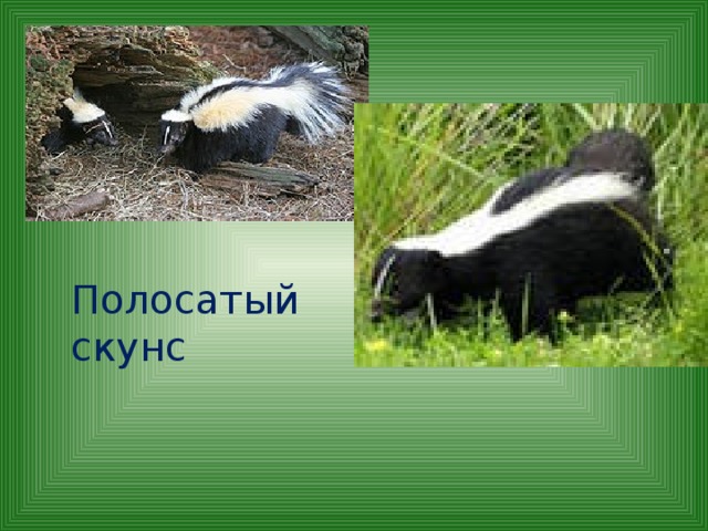 Полосатый скунс 