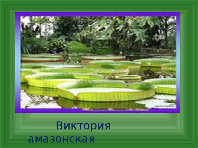  Виктория амазонская 
