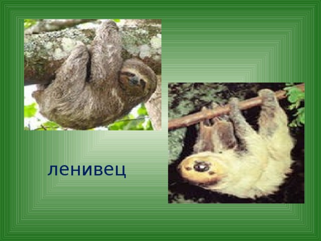 ленивец 