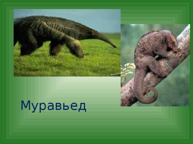 Муравьед 