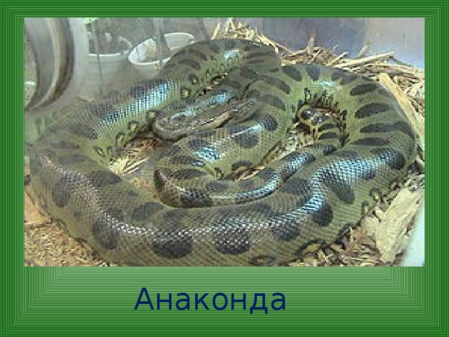 Анаконда 