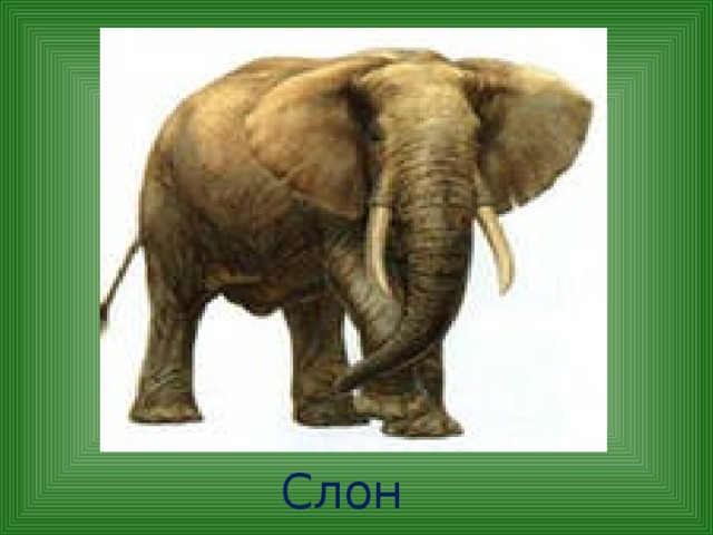 Слон 
