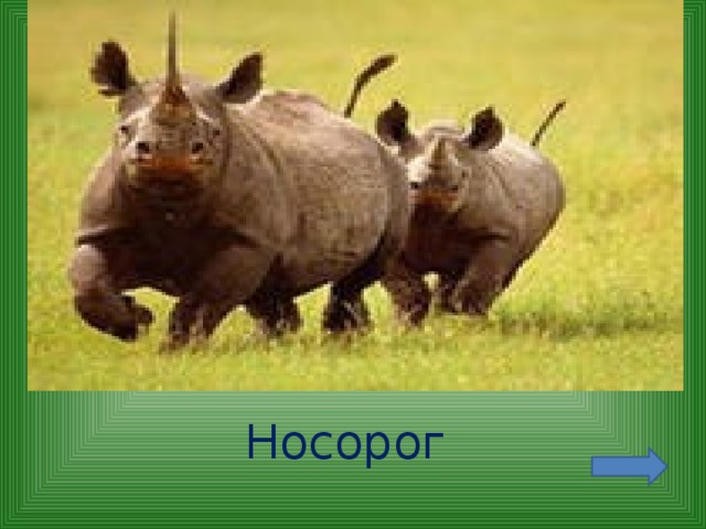 Носорог 