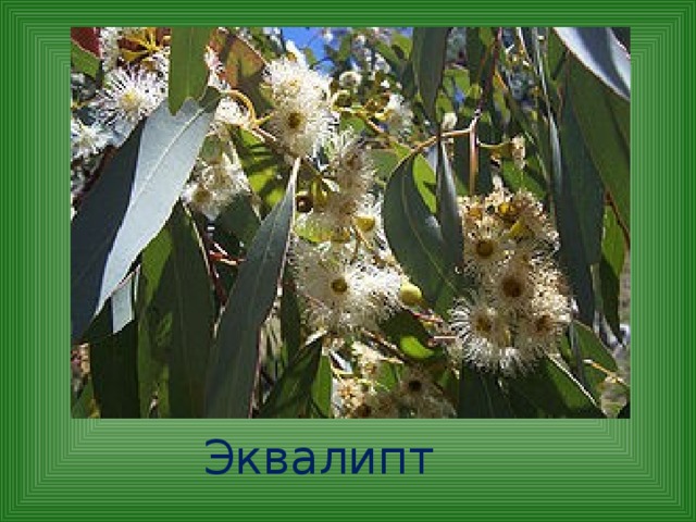 Эквалипт 