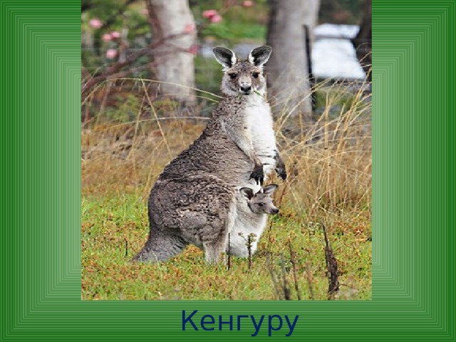  Кенгуру 