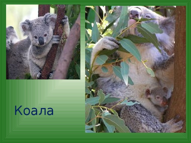 Коала 
