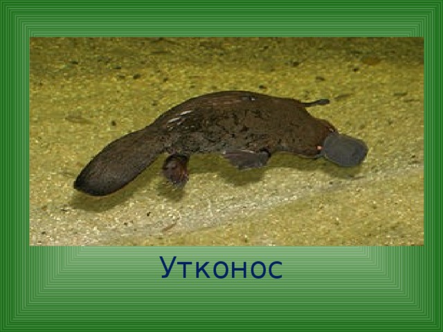 Утконос 