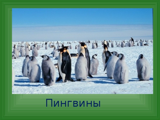 Пингвины 