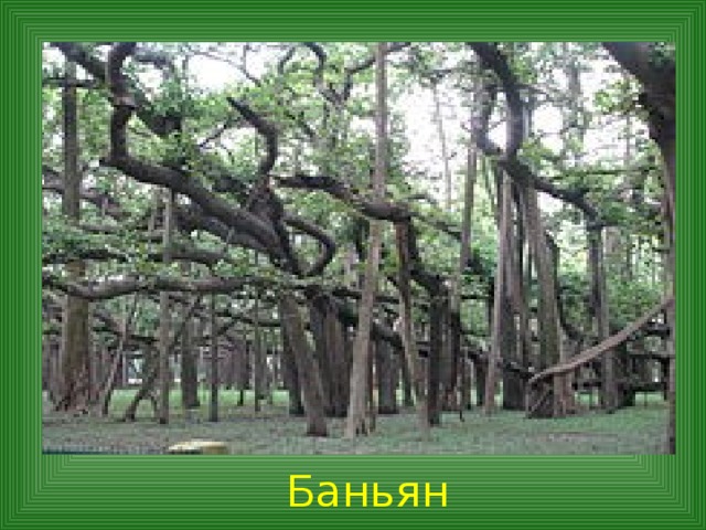  Баньян 