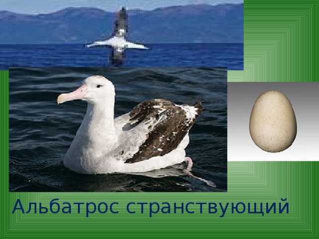 Альбатрос странствующий 