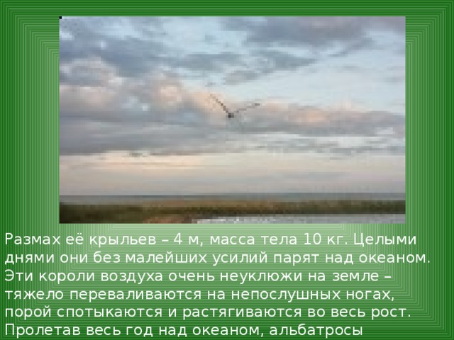 Размах её крыльев – 4 м, масса тела 10 кг. Целыми днями они без малейших усилий парят над океаном. Эти короли воздуха очень неуклюжи на земле – тяжело переваливаются на непослушных ногах, порой спотыкаются и растягиваются во весь рост. Пролетав весь год над океаном, альбатросы возвращаются на берег, чтобы дать потомство. 