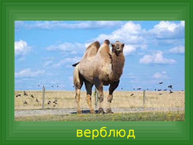  верблюд 