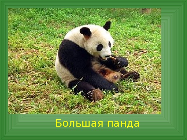  Большая панда 