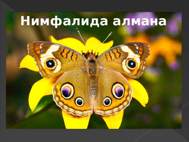Нимфалида алмана