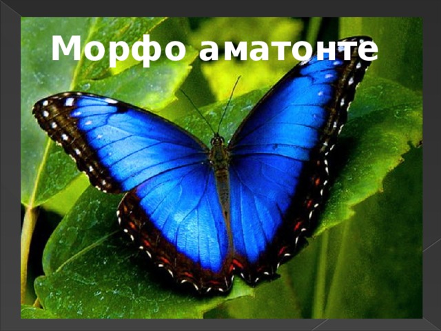 Морфо аматонте
