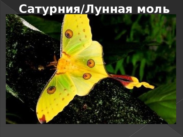 Сатурния/Лунная моль