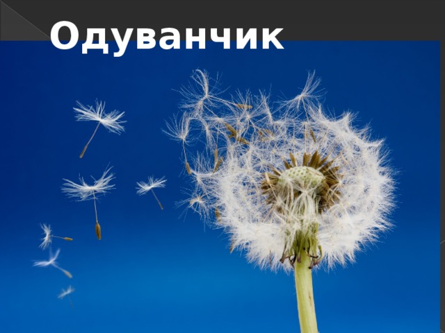Одуванчик