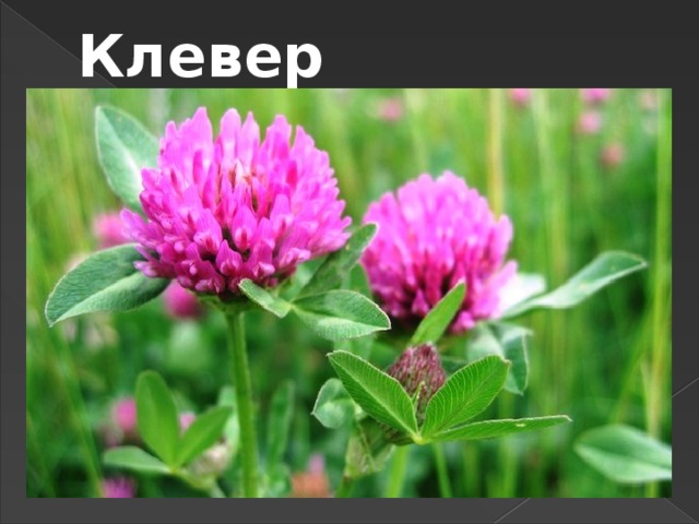 Клевер