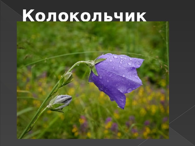 Колокольчик