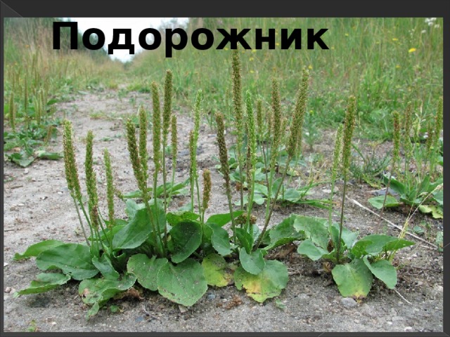 Подорожник