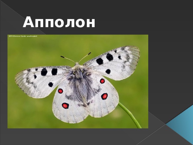 Апполон
