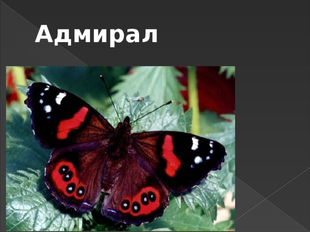 Адмирал