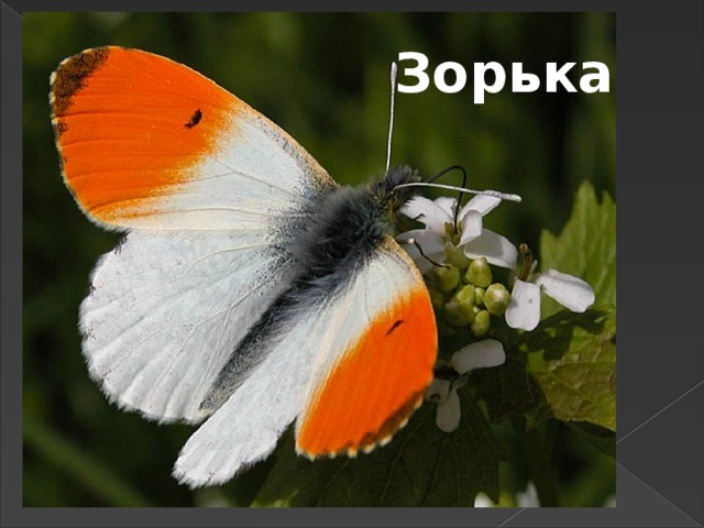 Зорька
