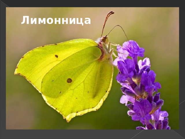 Лимонница