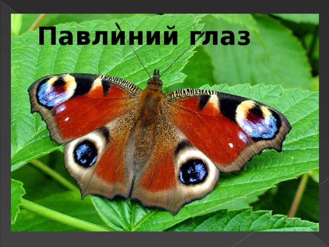 Павлиний глаз