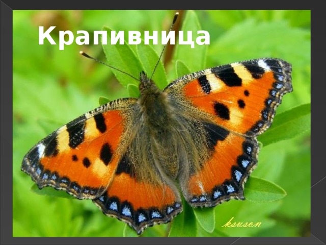 Крапивница