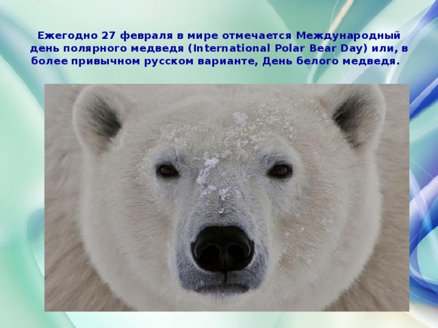 Ежегодно 27 февраля в мире отмечается Международный день полярного медведя (International Polar Bear Day) или, в более привычном русском варианте, День белого медведя.        