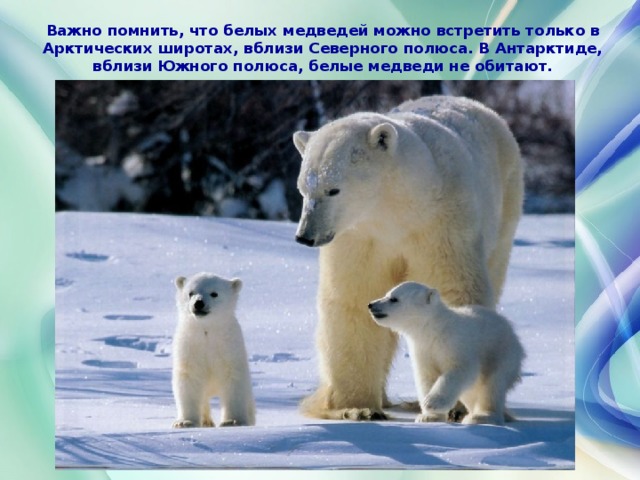 Важно помнить, что белых медведей можно встретить только в Арктических широтах, вблизи Северного полюса. В Антарктиде, вблизи Южного полюса, белые медведи не обитают.    