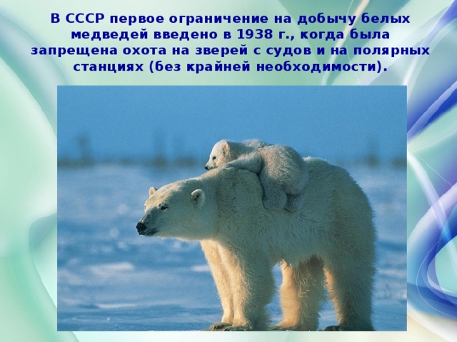 В СССР первое ограничение на добычу белых медведей введено в 1938 г., когда была запрещена охота на зверей с судов и на полярных станциях (без крайней необходимости). 