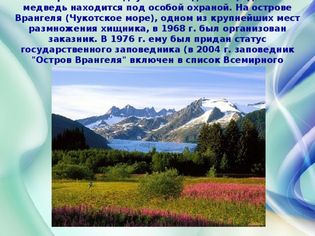 Россия располагает двумя заповедниками, где белый медведь находится под особой охраной. На острове Врангеля (Чукотское море), одном из крупнейших мест размножения хищника, в 1968 г. был организован заказник. В 1976 г. ему был придан статус государственного заповедника (в 2004 г. заповедник 