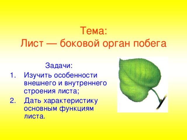 Тема:  Лист — боковой орган побега Задачи: Изучить особенности внешнего и внутреннего строения листа; Дать характеристику основным функциям листа.  