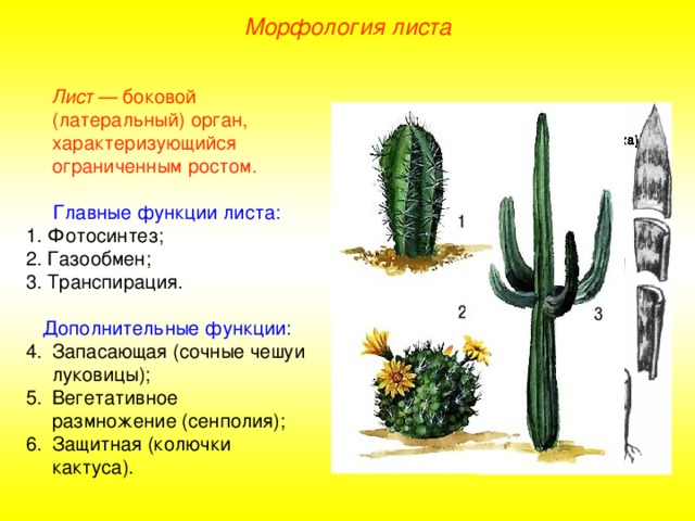Морфология листа  Лист — боковой (латеральный) орган, характеризующийся ограниченным ростом. Главные функции листа: 1. Фотосинтез; 2. Газообмен; 3. Транспирация. Дополнительные функции: Запасающая (сочные чешуи луковицы); Вегетативное размножение (сенполия); Защитная (колючки кактуса). 